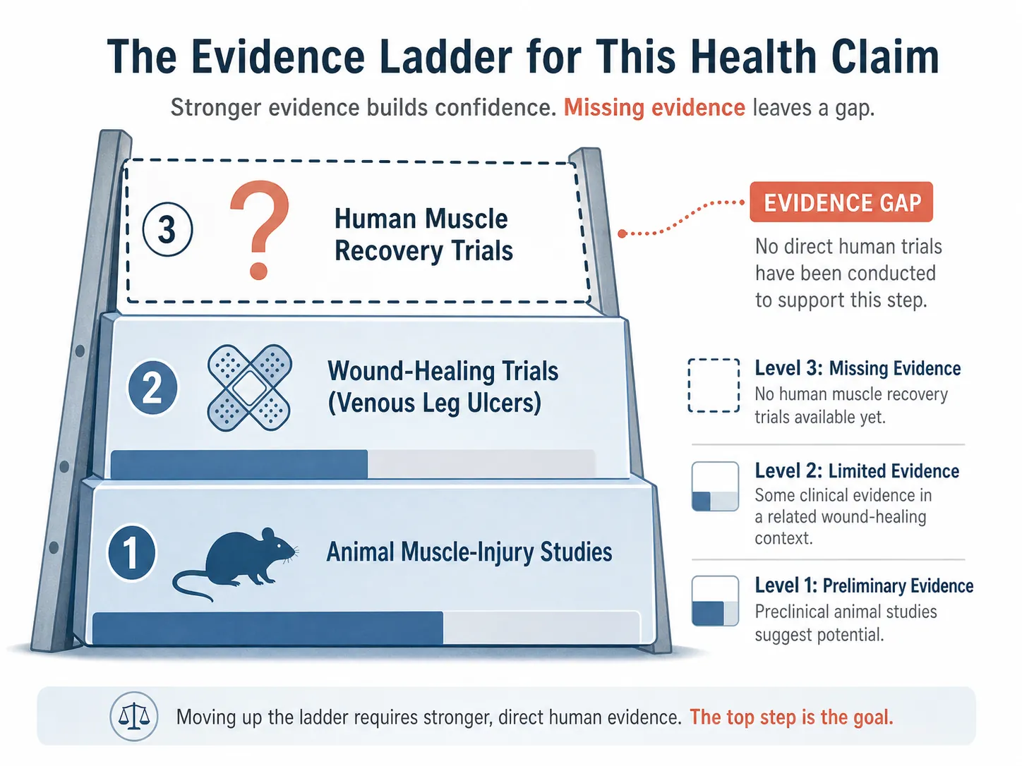 Evidence ladder showing animal muscle-injury studies, wound-healing trials, and an empty human muscle recovery trial level
