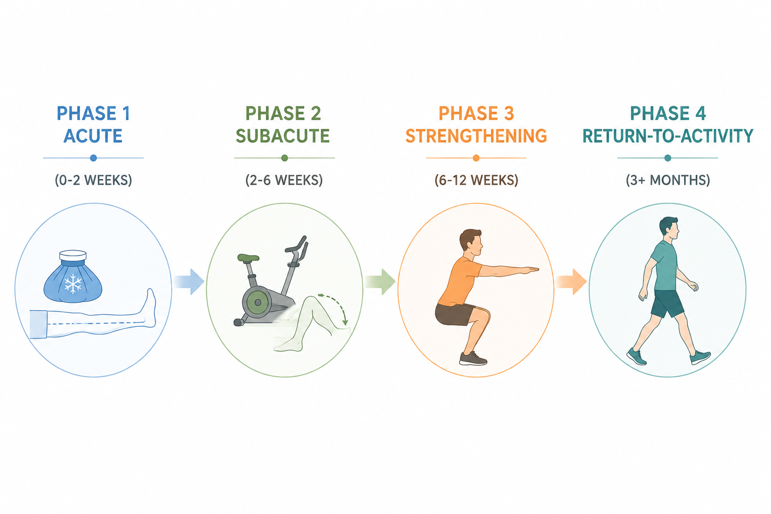 Four-phase meniscus recovery diagram showing acute, subacute, strengthening, and return-to-activity stages